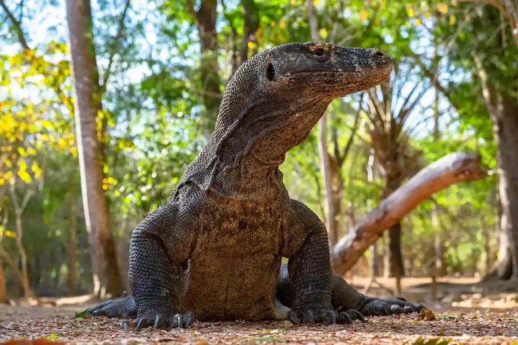Alasan Kenapa Kamu Harus Mengunjungi Pulau Komodo, NTT